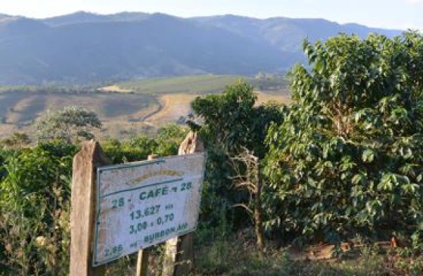 画像3: ブラジル　カルモデミナス  カルモ農園　アカイア (3)