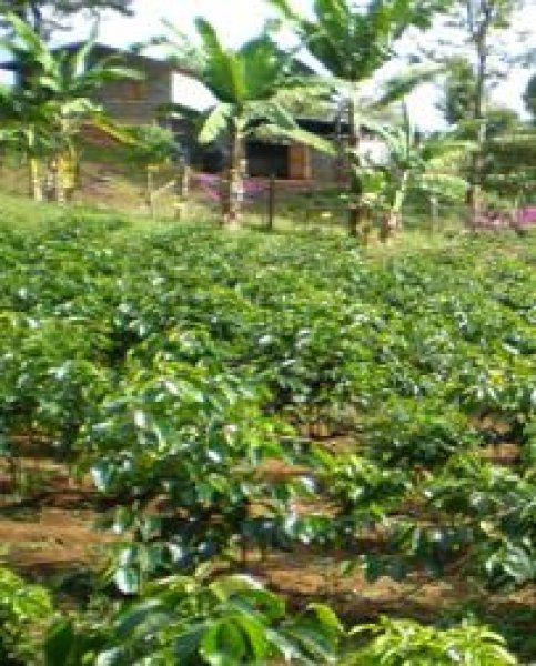 画像3: タンザニア　キリマンジャロ　シシュトン農協 (3)