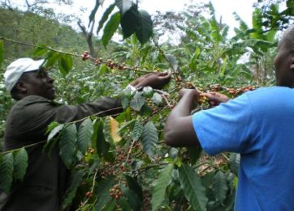 画像2: タンザニア　キリマンジャロ　シシュトン農協 (2)