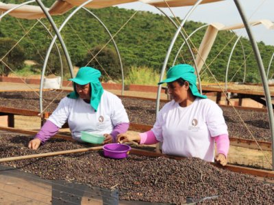 画像2: ブラジル　パッセイオ農園  ブルボン　ナチュラル