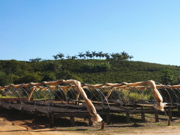 画像5: ブラジル　パッセイオ農園  ブルボン　ナチュラル (5)