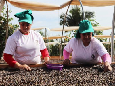 画像1: ブラジル　パッセイオ農園  ブルボン　ナチュラル