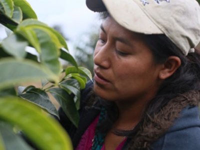 画像1: グアテマラ ウエウエテナンゴ　ラ・モレナ