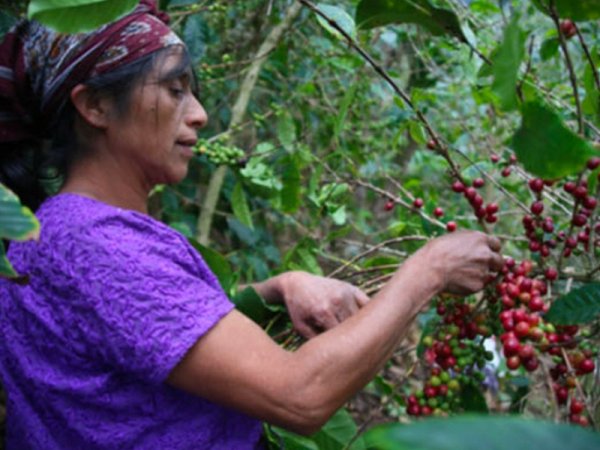 画像3: グアテマラ ウエウエテナンゴ　ラ・モレナ (3)